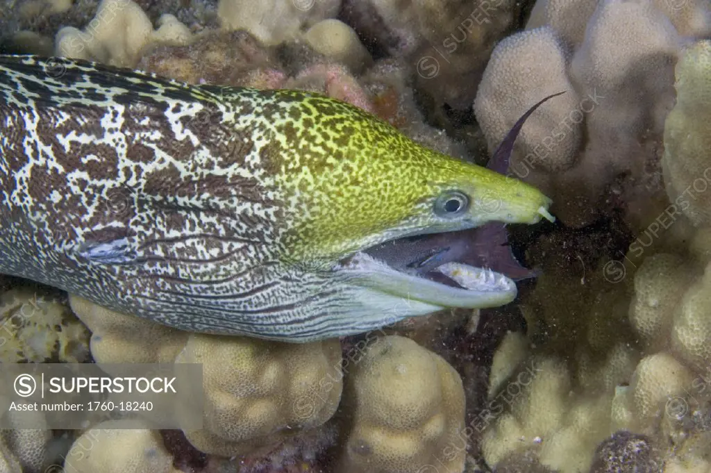 Hawaii, Undulated Moral Eel (Gymnothorax undulatus) feeding on a surgeonfish at night.