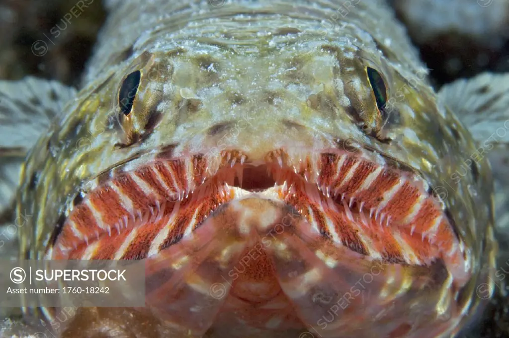Hawaii, Close-up of an Orangemouth lizardfish (Saurida flamma)