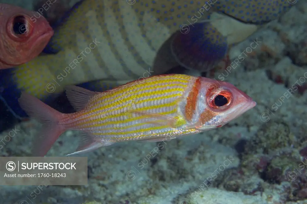 Hawaii, Goldlined squirrelfish (Neoniphon aurolineatus) at the edge of a school.