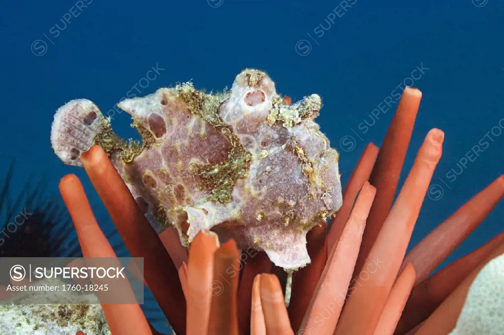 Hawaii, Commerson´s Frogfish (Antennarius commersoni) on a slate pencil sea urchin.