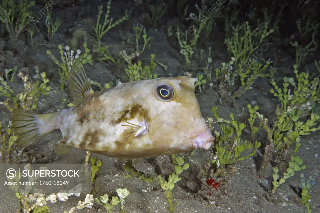 Hawaii, Maui, Spiny cowfish or trunkfish (Lactoria diaphana), rarely seen in Hawaii
