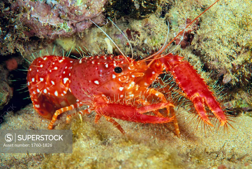 Hawaiian lobster on sandy bottom next to coral C1924 GR4175 (Enoplometopus occidentalis)