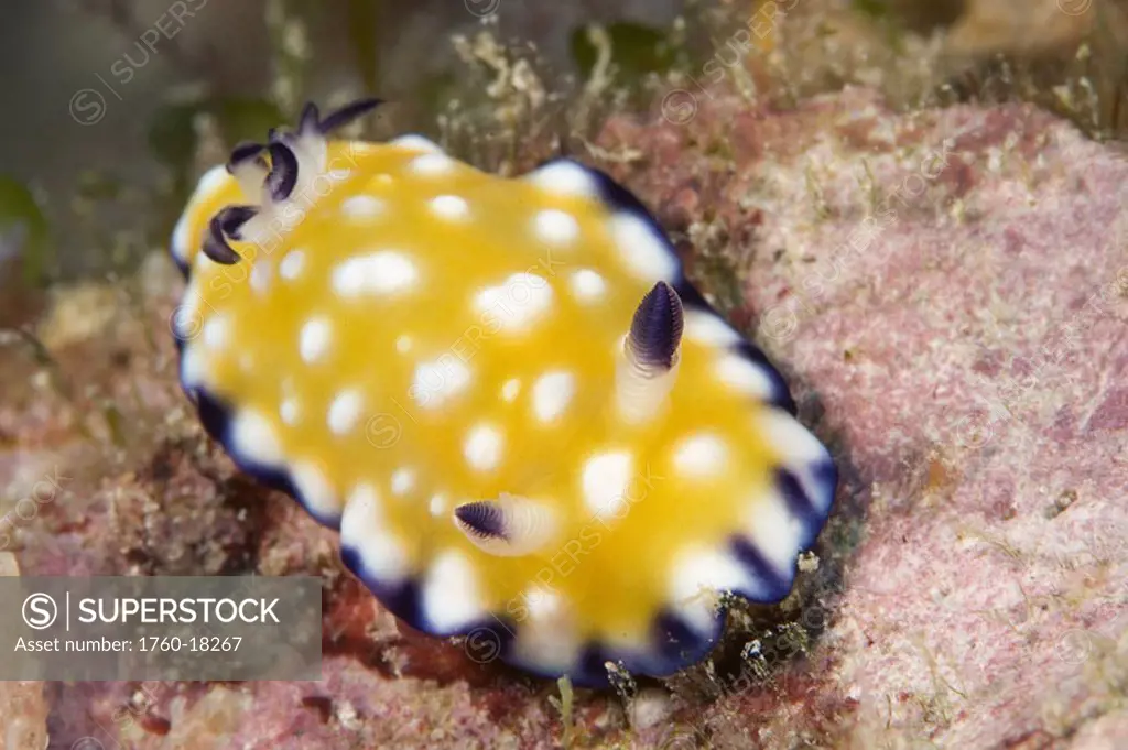 Hawaii, a trembling nudibranch chromodoris vibrata crawling on colorful coral reef