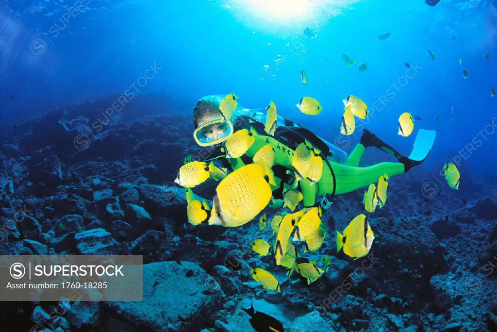 Hawaii, Diver and milletseed butterflyfish (Chaetodon miliaris) sunburst