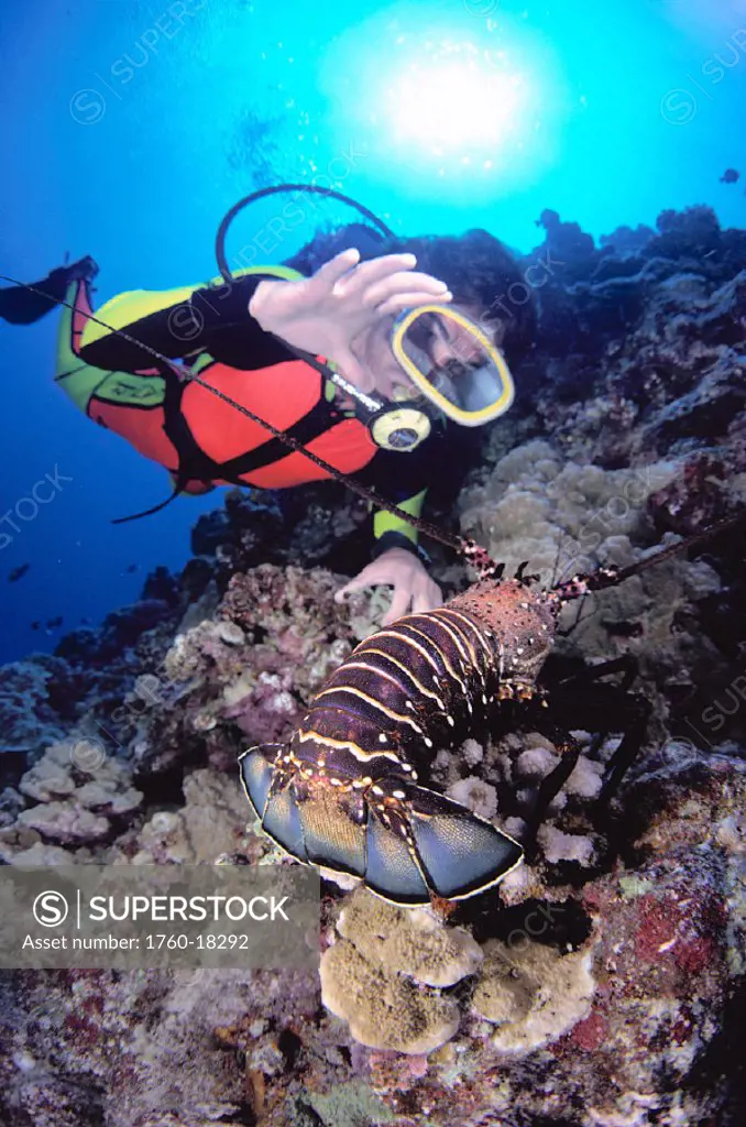 Hawaii, Closeup of woman diver and spiny lobster, sunburst