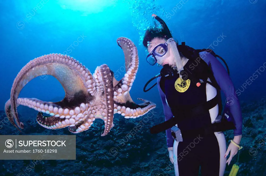 Hawaii, Closeup of woman diver w/ octopus midwater, view of underside