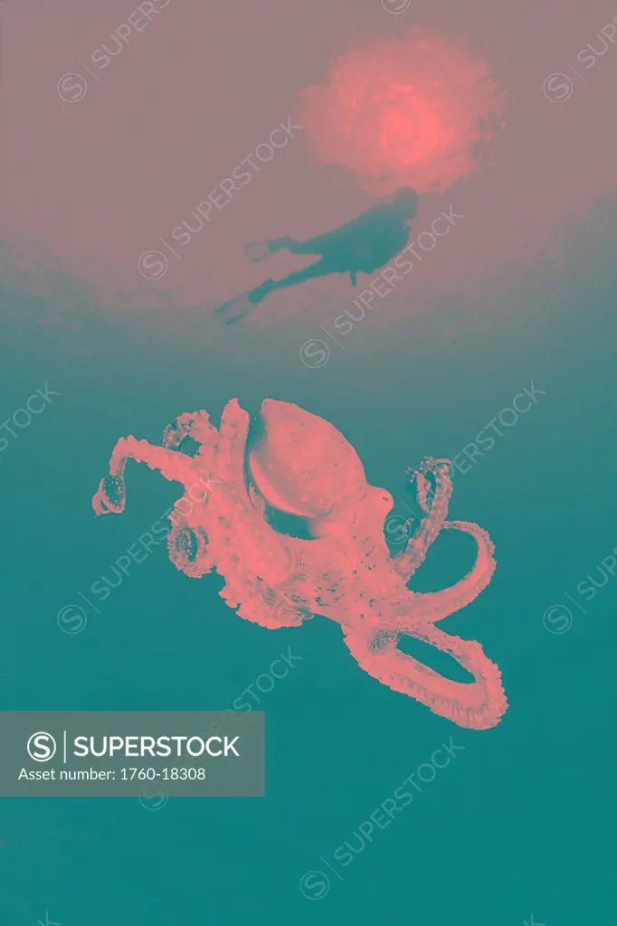 Hawaii, Lanai, Octopus Cyanea in ocean water, Diver in background Black and white photograph