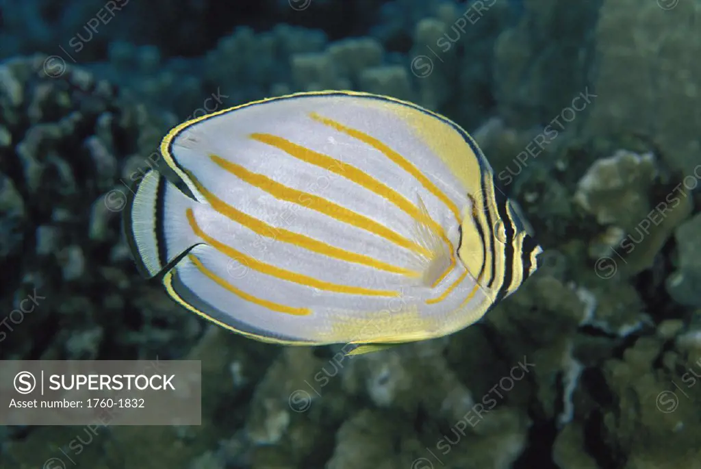 Hawaii, closeup side view of ornate butterflyfish D1799 (Chaetodon ornatissimus) black background