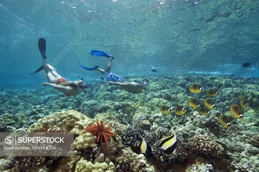 Hawaii, Maui, Molokini, Couple free diving over beautiful coral reef with moorish idols and butterflyfish