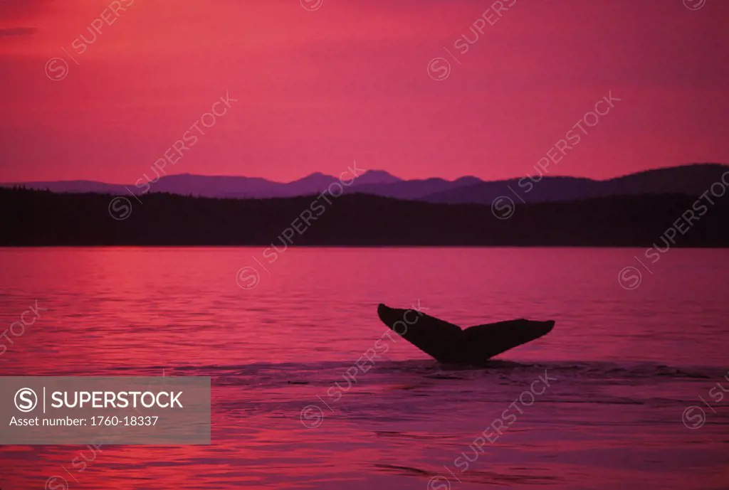 Alaska, Frederick Sound, Inside Passage, Humpback Whale (Megaptera novaeangliae) fluke at sunset