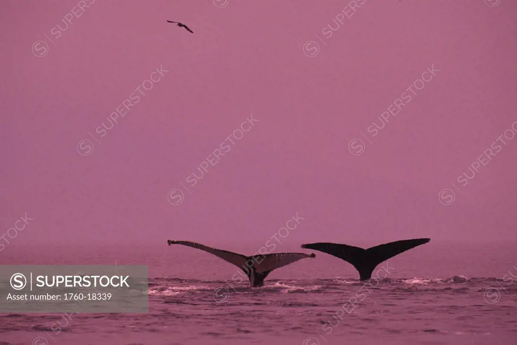 Alaska, Frederick Sound, Humpback Whale (Megaptera novaeangliae) double fluke,