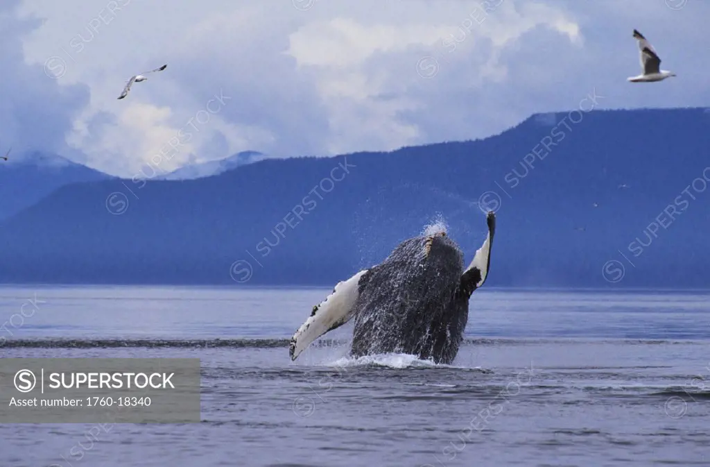 Alaska, Frederick Sound, Humpback Whale (Megaptera novaeangliae) breach