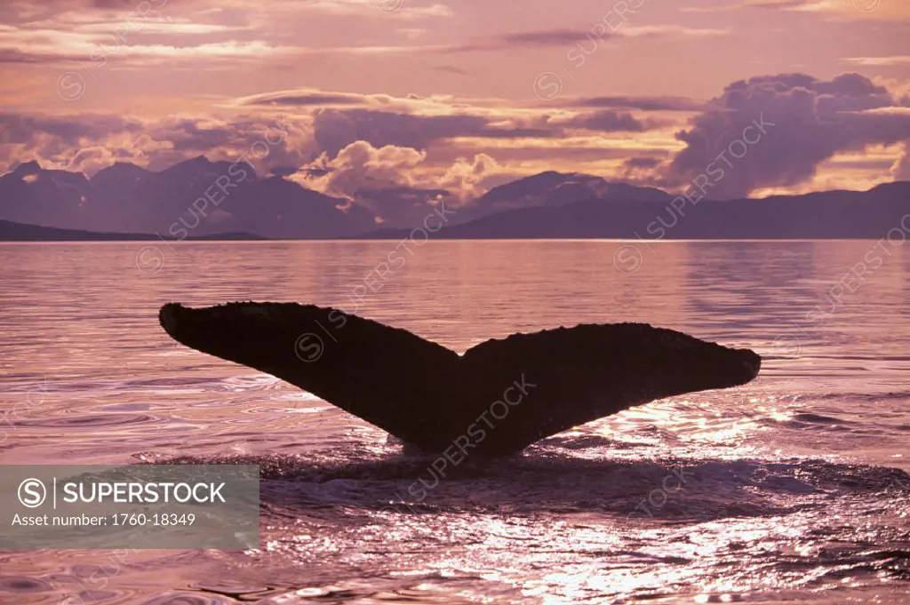 Alaska, Frederick Sound, Humpback Whale (Megaptera novaeangliae) fluke at sunset, pink sky