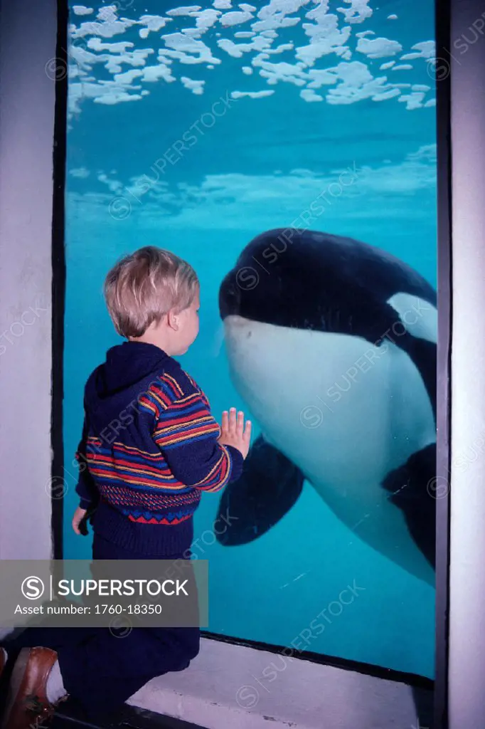 Canada, British Columbia, Vancouver Aquarium, Child against glass and Orca B1985