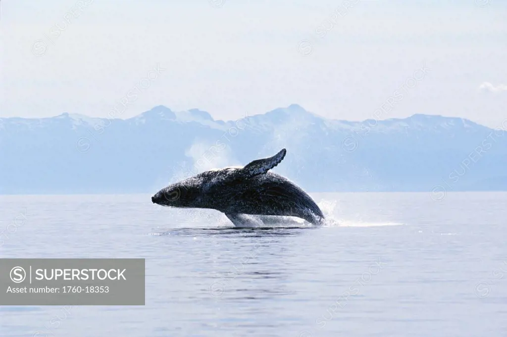 Alaska, Frederick Sound, Humpback Whale (Megaptera novaeangliae) breaching