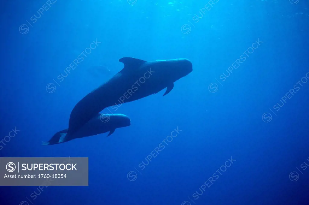Hawaii, Short-fin Pilot Whale, Two swim u/w (Globicephala macrorhynchus)