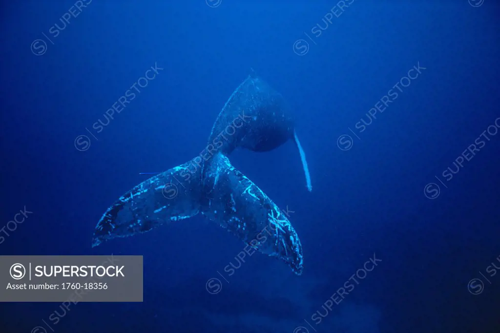 Hawaii, Humpback Whale (Megaptera novaeangliae) singing at depth, rear view