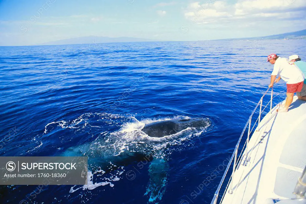 Maui, Whale watching tour, whale surfacing beside boat