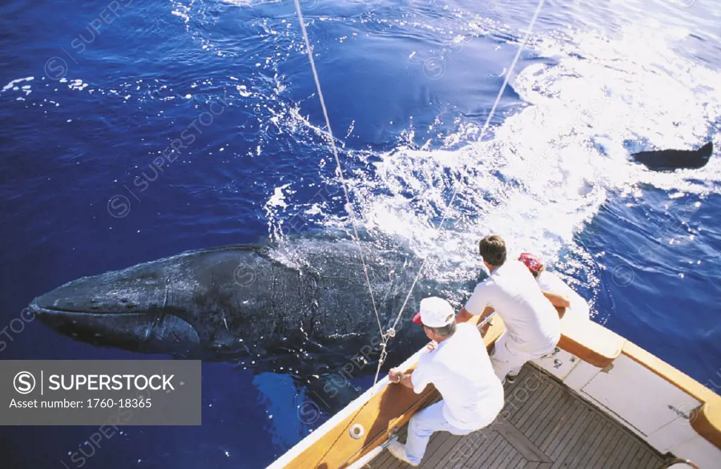 Hawaii, Maui, Whale watching tour, clear view of Whale next to boat underwater, people at rail