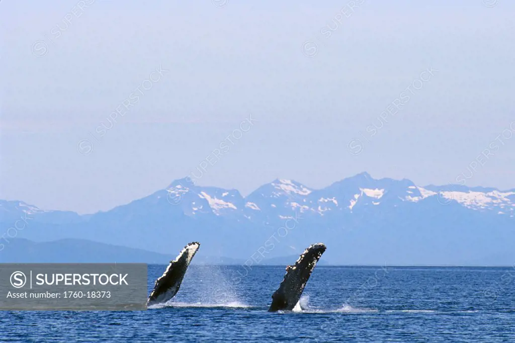 Alaska, Frederick Sound, Humpback Whales with pectoral fins raised