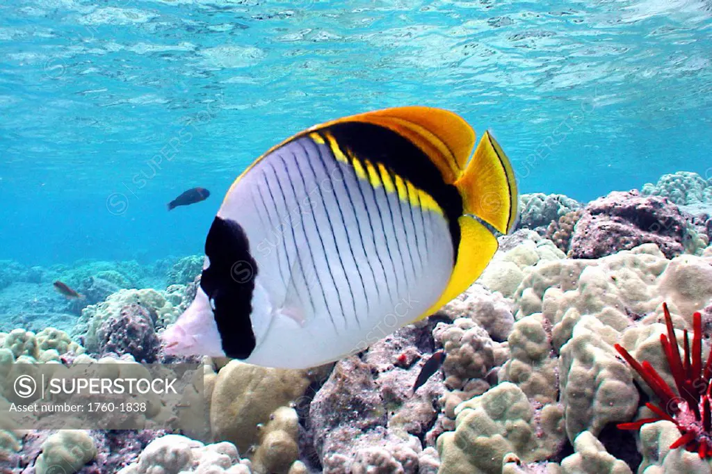 DC Hawaii, side view of one butterflyfish over coral reef clear ocean D1805, surface visible MD-1109