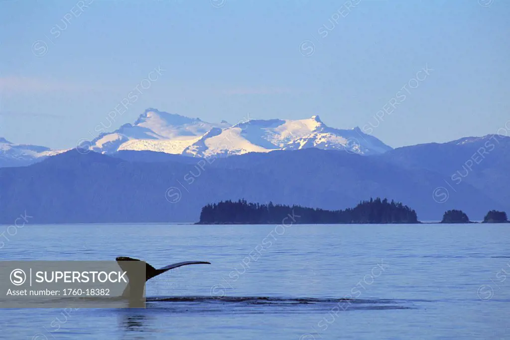 Alaska, Frederick Sound, Humpback whale (Megaptera novaeangliae) fluke GR7305