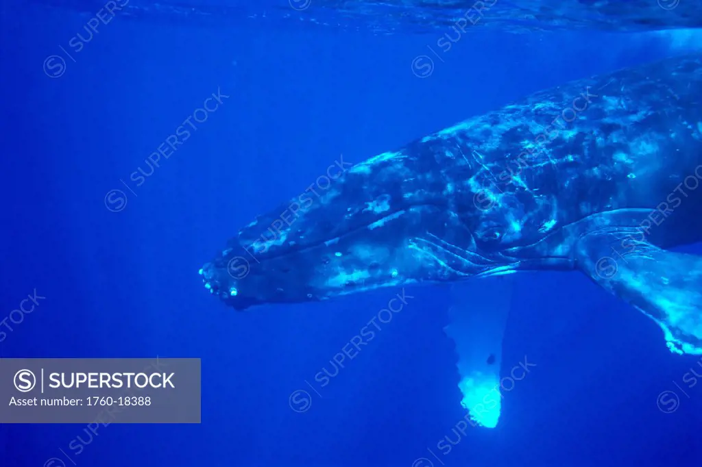 HI, closeup side view of Humpback whale underwater (Megaptera novaeangliae)