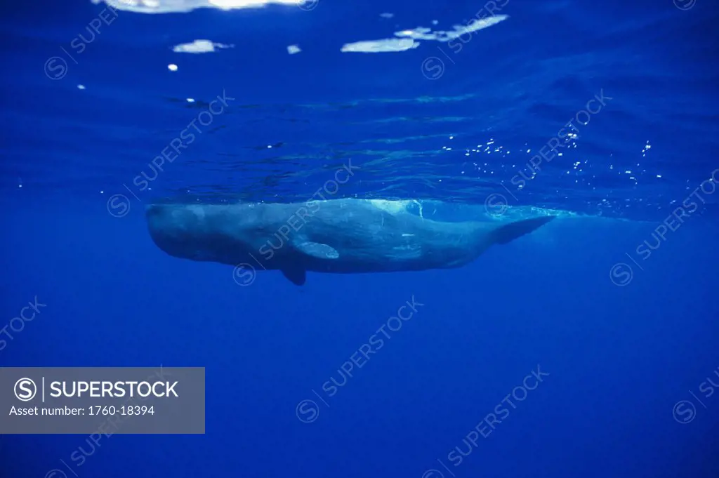 Sperm whale calf close to surface, Physeter macrocephalus, N.Atlantic Ocean