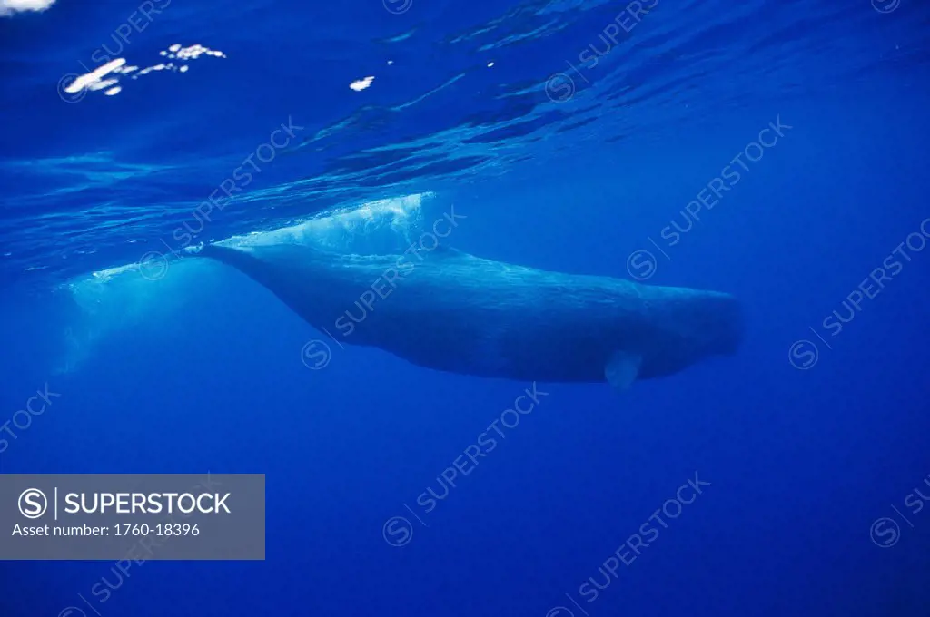Sperm whale diving underwater, Physeter macrocephalus, N.Atlantic Ocean