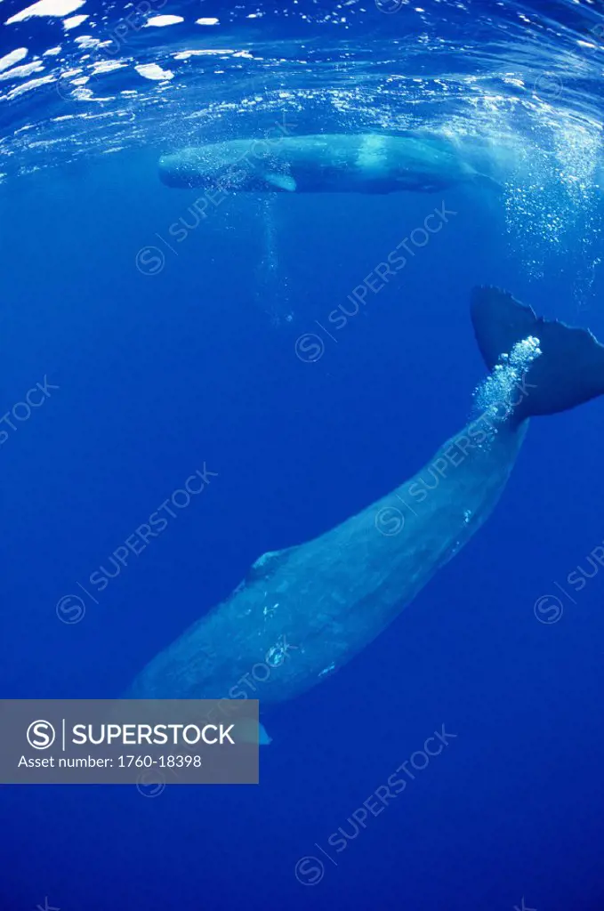 Sperm whales swimming separately, Physeter macrocephalus, N.Atlantic Ocean