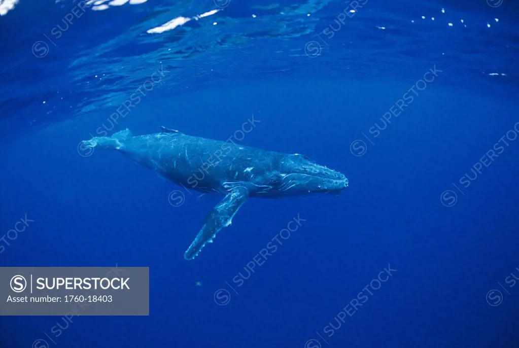 South Pacific side view of humpback whale calf (Megaptera novaeangliae)