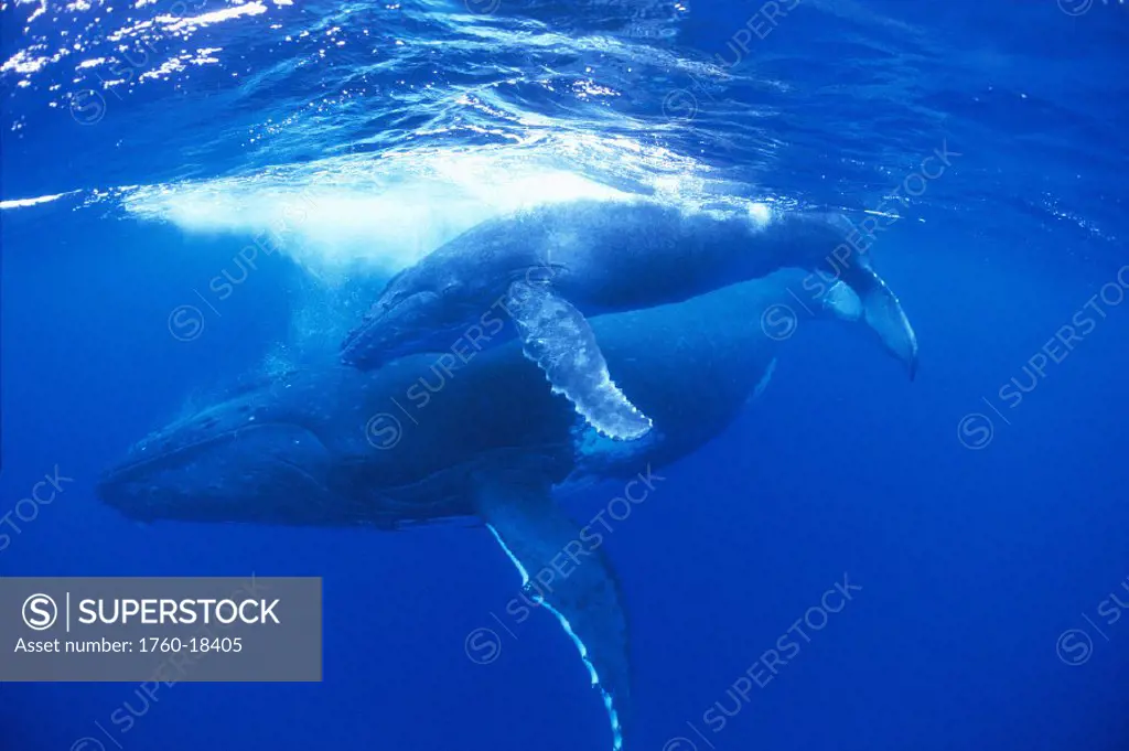 Humpback whale & calf bubbles (Megaptera novaeangliae) near surface, S.Pacific