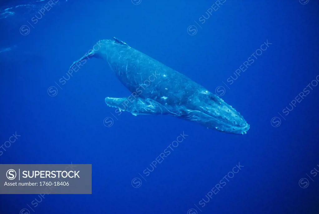 Humpback whale calf, swimming passed camera (Megaptera novaeangliae) S.Pacific