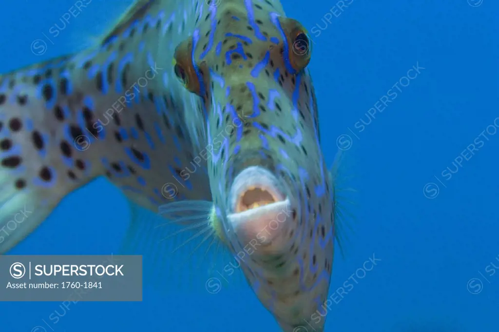 Hawaii, Scrolled filefish (Aluterus scriptus) closeup in blue sea.