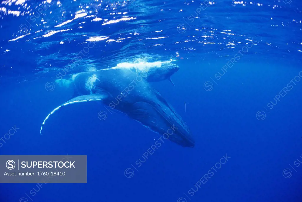 Pacific, front angle humpback whale & calf breathe surface (Megaptera novaeangliae)