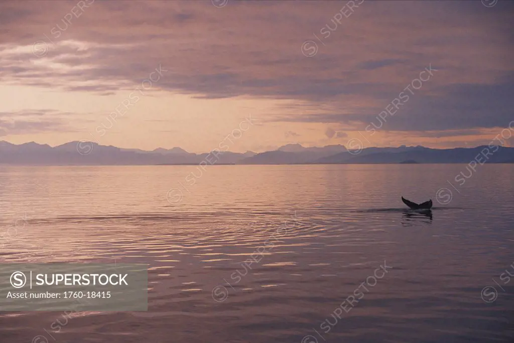 AK Admiralty Island, Inside Passage humpback whale tail @ surface, sunset pink/orange sky calm ocean Megaptera novaeangliae