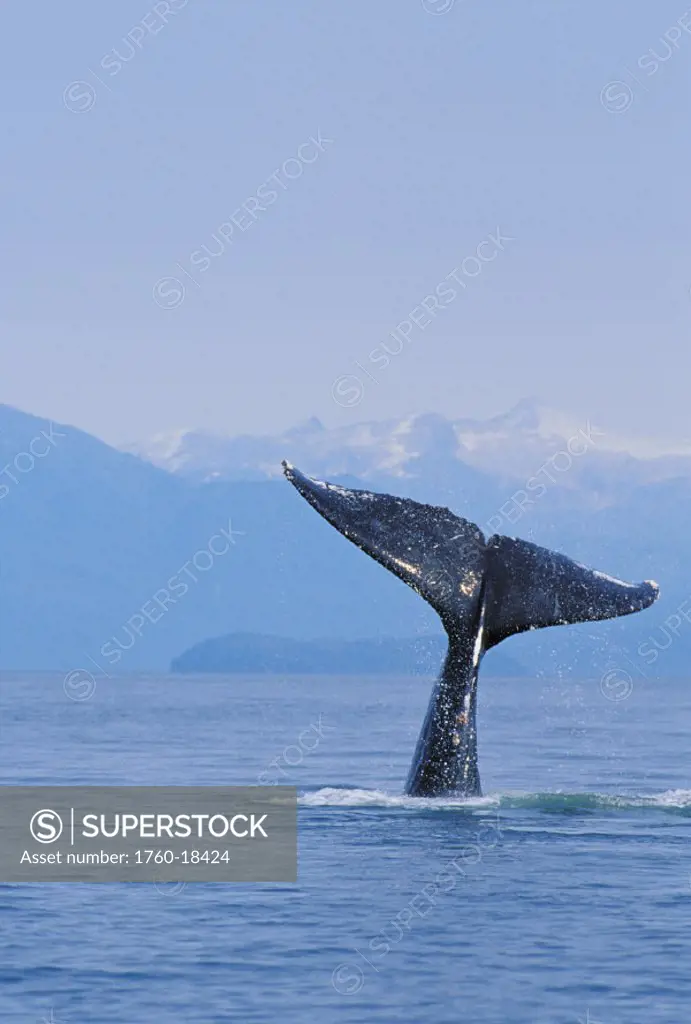 Alaska, Inside Passage, Tongass National Forest, Fluke of a humpback whale.