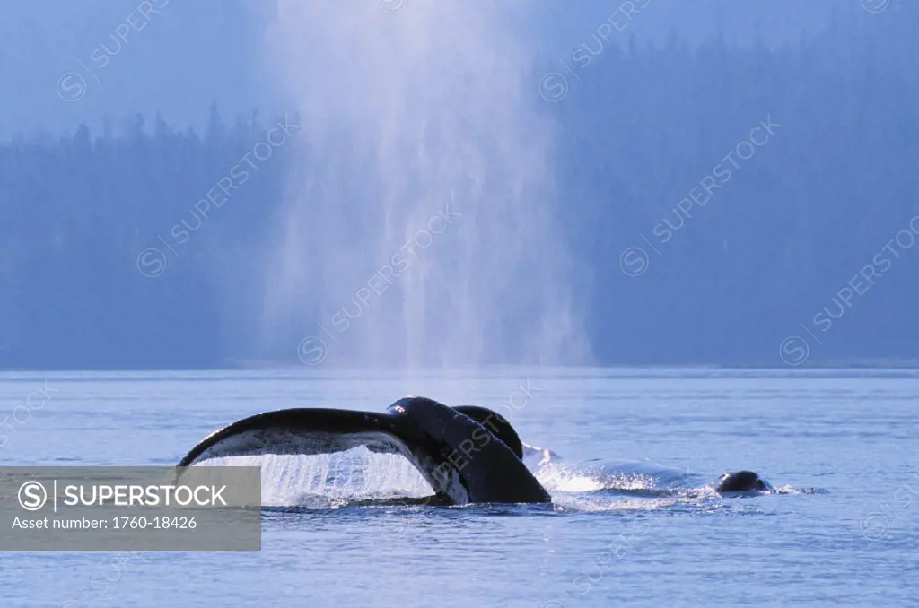 Alaska, Inside Passage, Tongass National Forest, Fluke of a humpback whale.