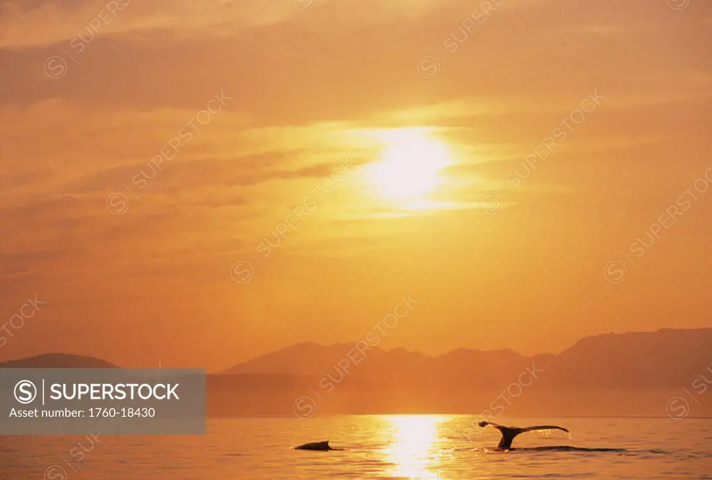 Alaska, Inside Passage, Tongass National Forest, Fluke of a humpback whale at sunset.