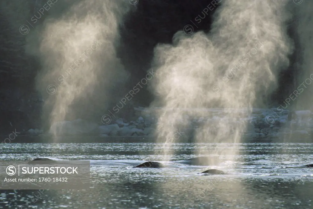 Alaska, Inside Passage, Tongass National Forest, group of humpback whales surfacing.