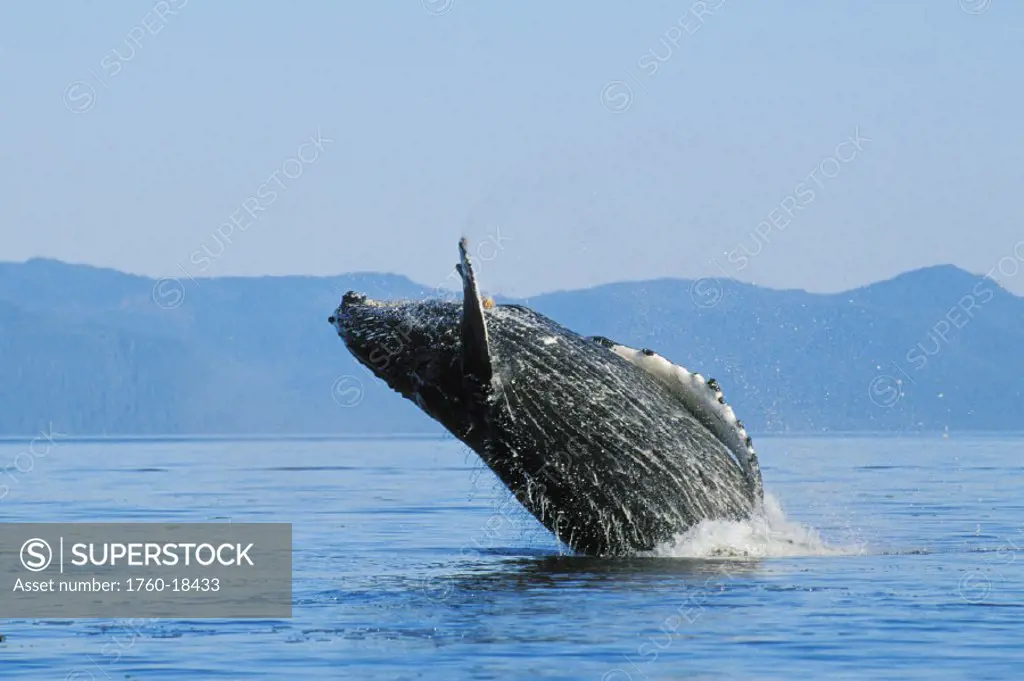 Alaska, Inside Passage, Tongass National Forest, humpback whale breaching.