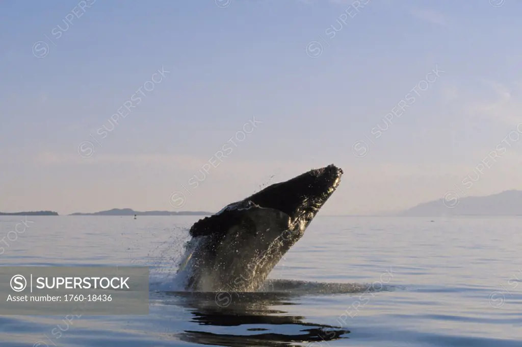 Alaska, Inside Passage, Tongass National Forest, humpback whale breaching.