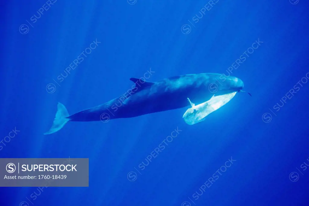 Hawaii, False Killer Whale (Pseudorca crassidens), with a Mahi Mahi in it´s mouth.