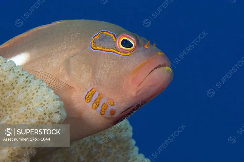 Hawaii, Close-up of an arc-eye hawkfish paracirrhites arcatus