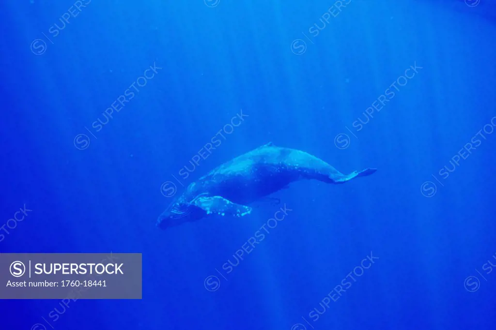 Hawaii, Humpback Whale (Megaptera novaeangliae) underwater with sun rays.