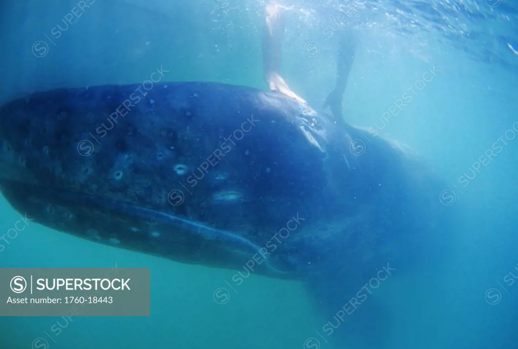 Mexico, San Ignacio Lagoon, hands touching Gray Whale (Eschrichtius robustus) underwater.