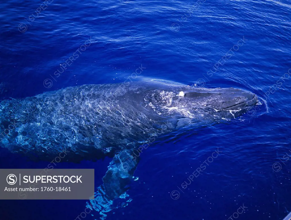 Hawaii, Maui, Humpback Whale (Megaptera novaeangliae) about to surface, view above
