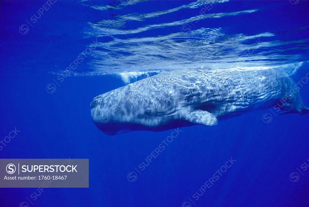 Atlantic juvenile sperm whale full length side angle near surface, reflections (Physeter macrocephalus)