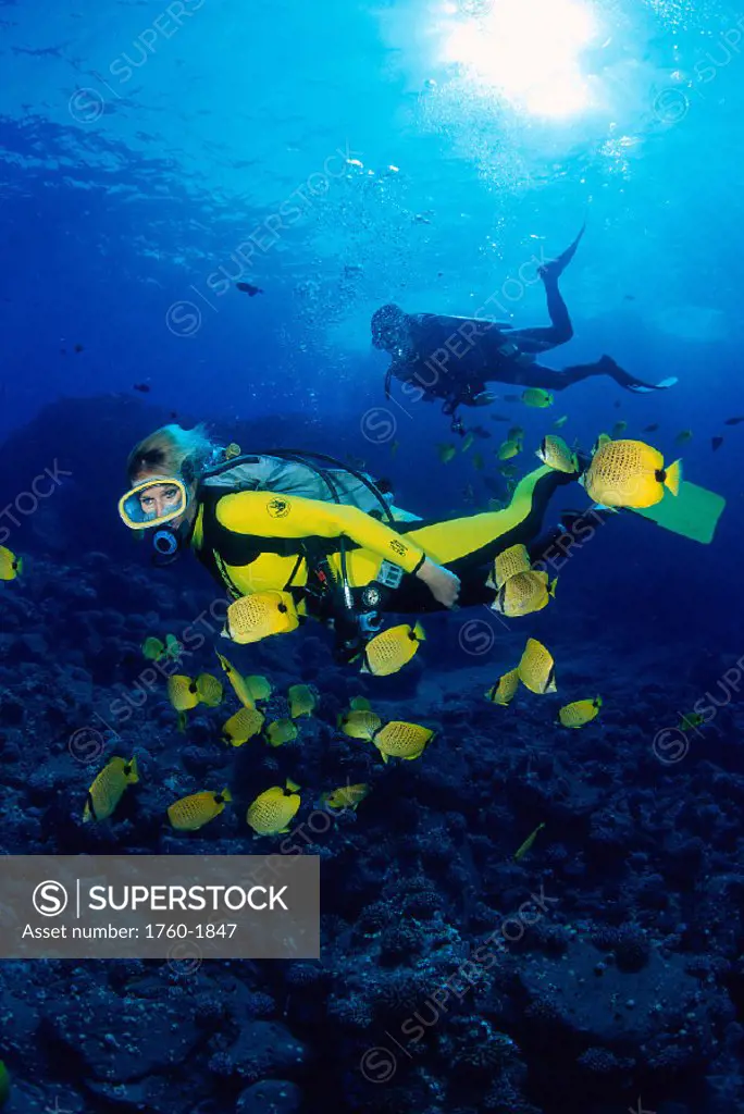 Hawaii, divers & milletseed butterflyfish (Chaetodon miliaris) sunburst A80D