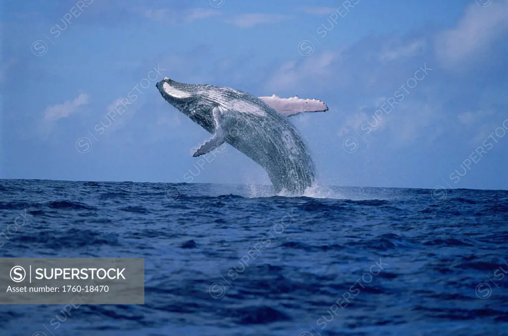Tonga humpback whale breach in distance (Megaptera novaeangliae) Pacific Ocean 004208